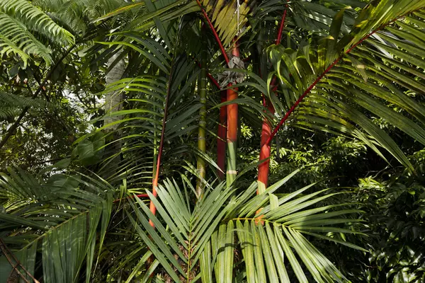 15-710 KAHAKAI BLVD, Pahoa, HI 96778