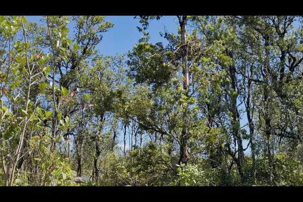 PIKAKE ST, Mountain View, HI 96771