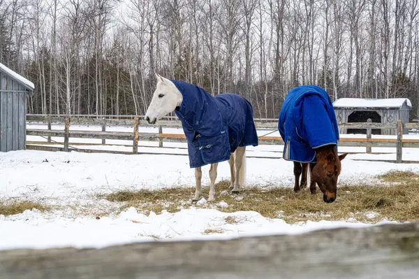 2623 Con 10 N Nottawasaga Side Road N, Clearview, ON L9Y 3Y9