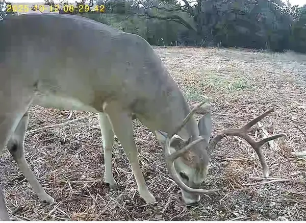 TBD FM 708c, Clifton, TX 76634