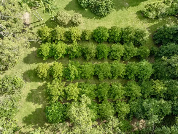 29-509 CHIN CHUCK RD, Hakalau, HI 96710