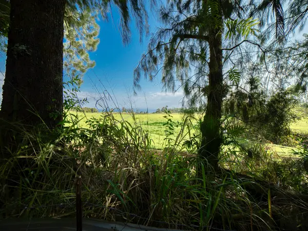 29-509 CHIN CHUCK RD, Hakalau, HI 96710