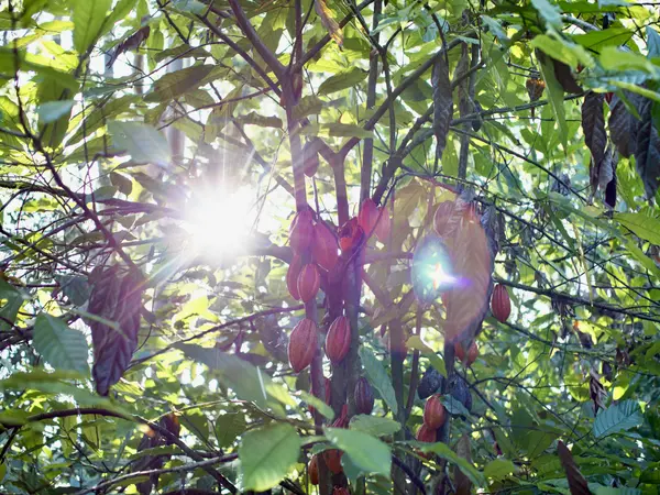 29-509 CHIN CHUCK RD, Hakalau, HI 96710