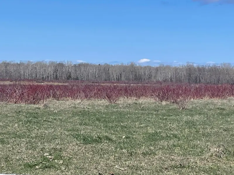 250 Scotch Line RD, Assiginack, ON P0P 1W0