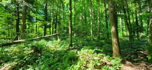 0 Skyline DR, Armour, ON P0A 1C0