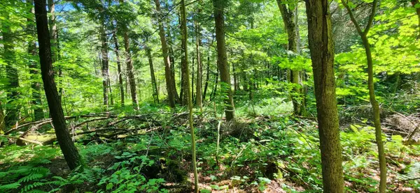 0 Skyline DR, Armour, ON P0A 1C0