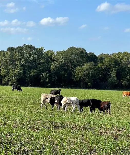 764 County Road 3422, Bynum, TX 76631