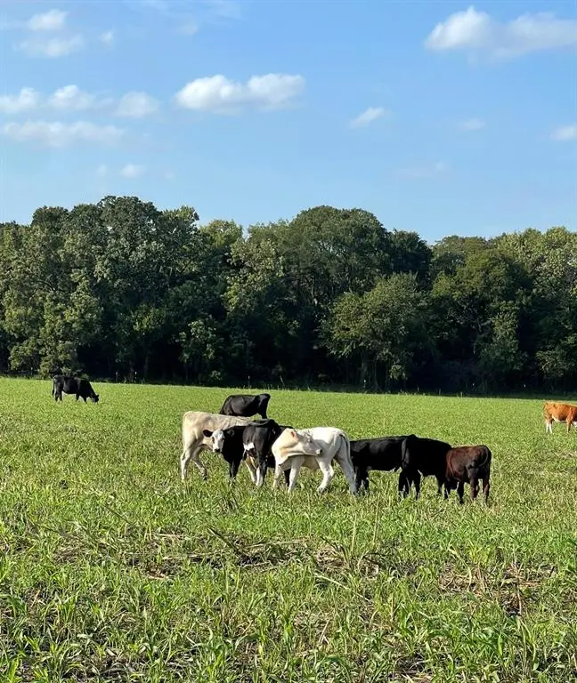 764 County Road 3422, Bynum, TX 76631