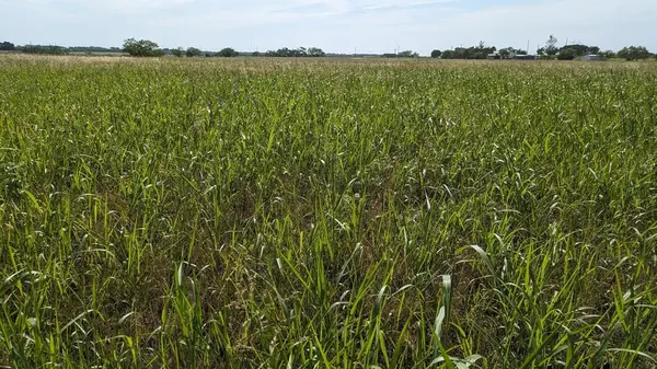 TBD3 CR 223, Clyde, TX 79510