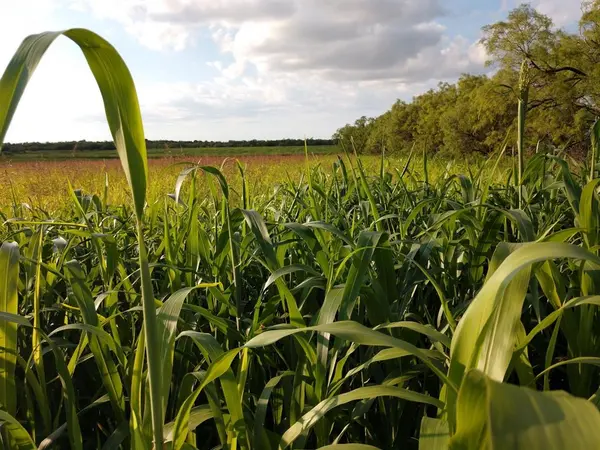 TBD3 CR 223, Clyde, TX 79510