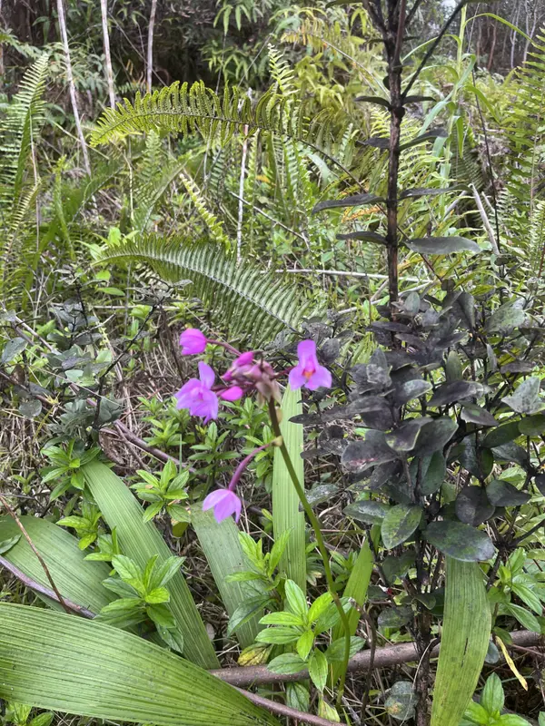 ROAD 10 (POOULI), Kurtistown, HI 96760