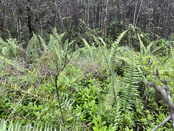 ROAD 10 (POOULI), Kurtistown, HI 96760