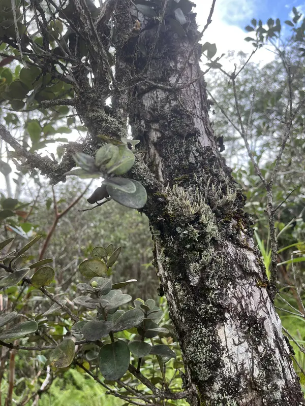 ROAD 10 (POOULI), Kurtistown, HI 96760