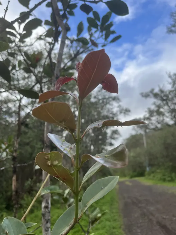 ROAD 10 (POOULI), Kurtistown, HI 96760