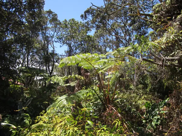 NAHELENANI ST, Volcano, HI 96785