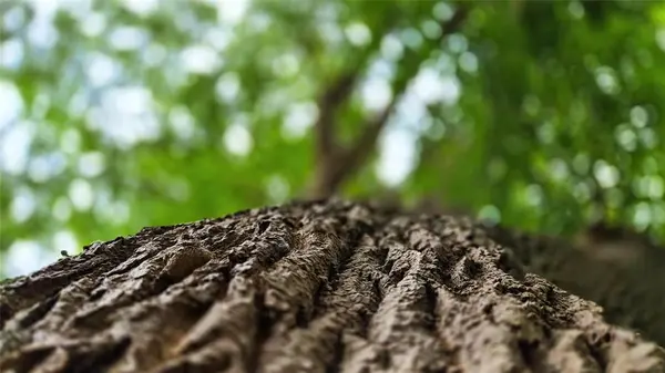 52-54 St Johns Road, Bay Bulls, NL A0A 1C0