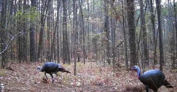 0 Clement Road, Benton, LA 71006