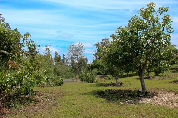 Captain Cook, HI 96704