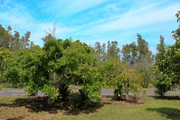 Captain Cook, HI 96704