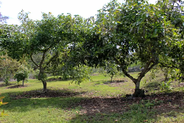 Captain Cook, HI 96704