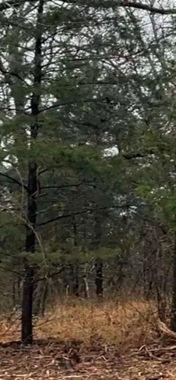 1291 RS CR 1150, Emory, TX 75440