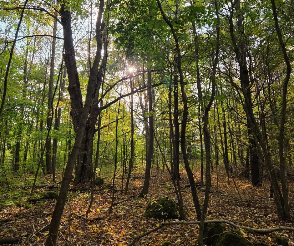 N/A Simpson N/A, Grey Highlands, ON N0C 1E0