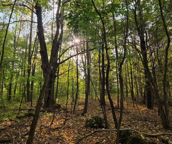 N/A Simpson N/A, Grey Highlands, ON N0C 1E0