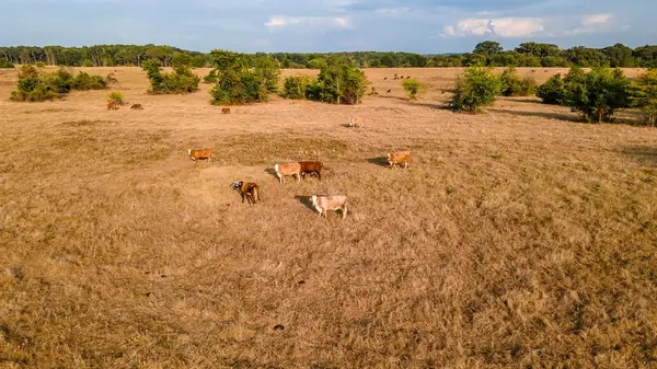 00 W FM 344, Bullard, TX 75757