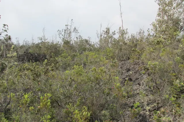 Ocean View, HI 96737