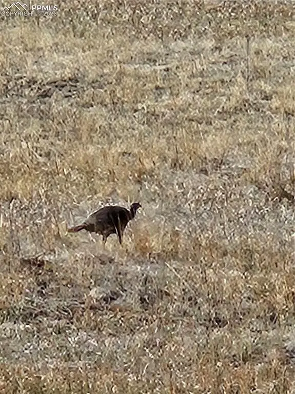 717 Canyon DR, Florissant, CO 80816