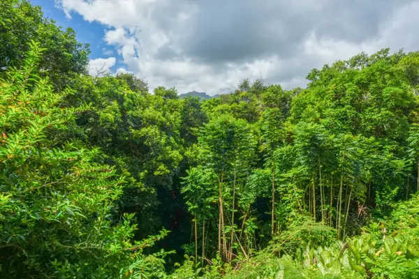 5301 KA HAKU RD #101, Princeville, HI 96722