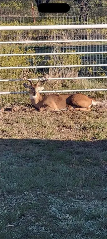 794 W Antelope Road #1, Jacksboro, TX 76389