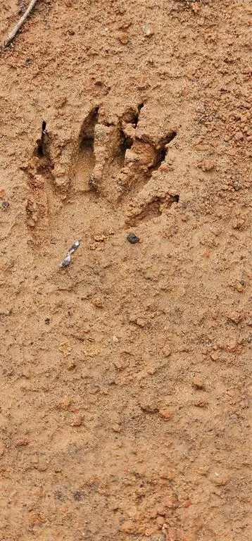 TBD VZ County Road 4814, Ben Wheeler, TX 75754