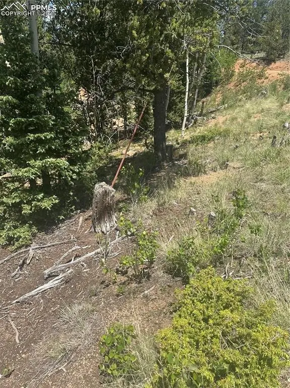 110 Brown Bear LN, Cripple Creek, CO 80816