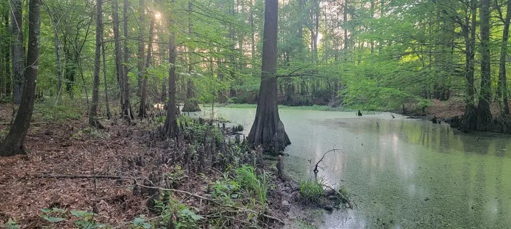 TBD County Road 430, Carthage, TX 75633