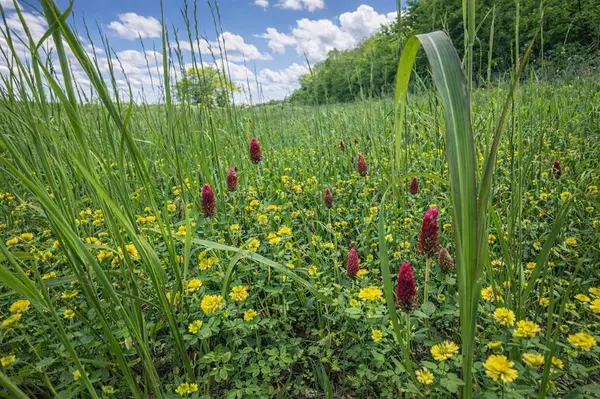 TBD FM 2966, Quitman, TX 75783