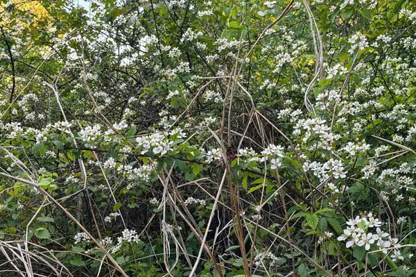 TBD FM 2966, Quitman, TX 75783