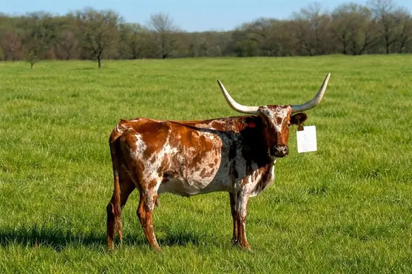 0 PR 8496, Cayuga, TX 75832