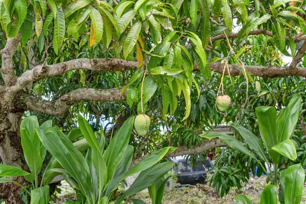 74-5068 KAI OPUA ST, Kailua Kona, HI 96740