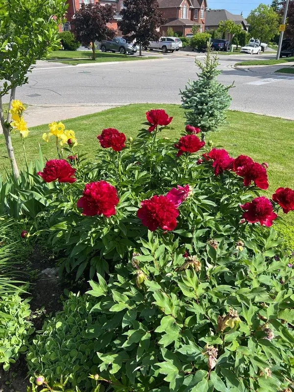 40 Hubert corless DR S, Caledon, ON L7E 1W7