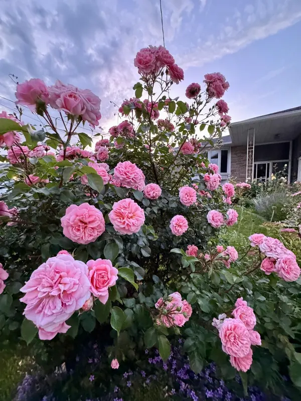 36 Birchard ST, Toronto E05, ON M1T 1Z2