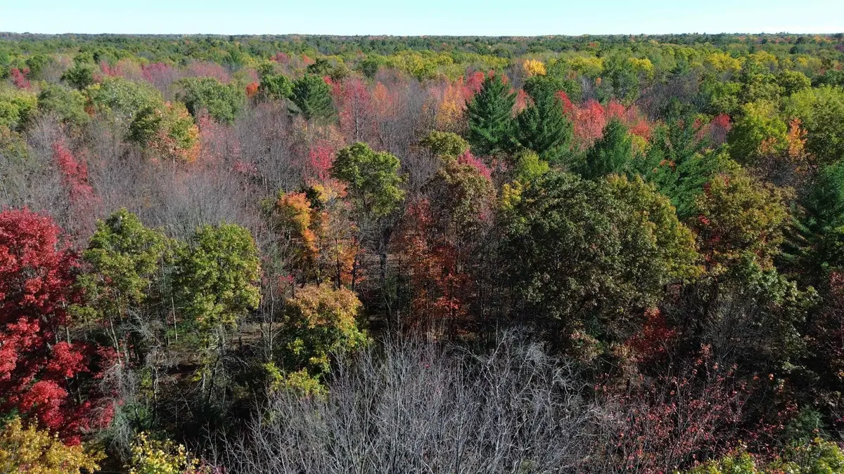 0 Timber TRL, Mills Twp, MI 48756