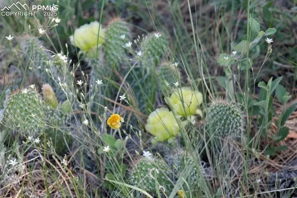 Tract 23 Sweet RD, Calhan, CO 80808