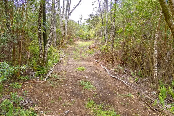 16-331 KIELE ST, Kurtistown, HI 96760