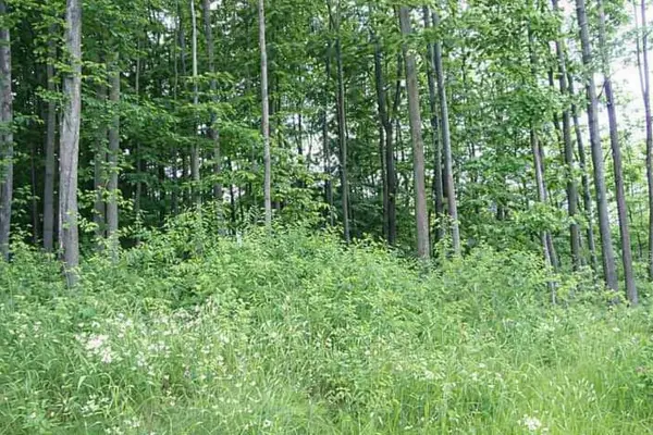 8877 Cedar Creek DR, Springvale Twp, MI 49770