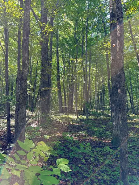 000 Woodland Drive NE, Coldsprings Twp, MI 49646