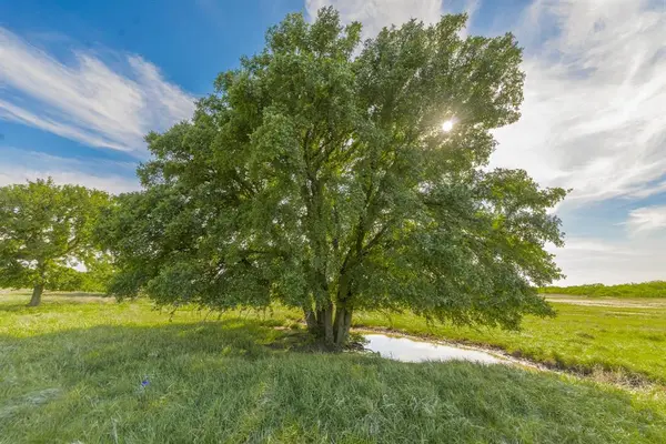 TBD C.R. 132, Coleman, TX 76834