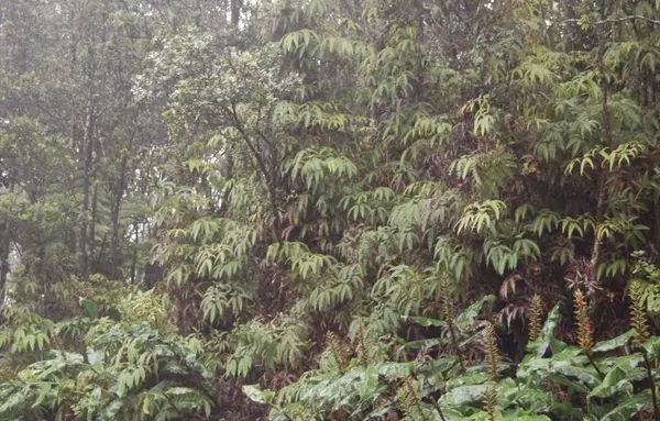 4TH ST, Volcano, HI 96785