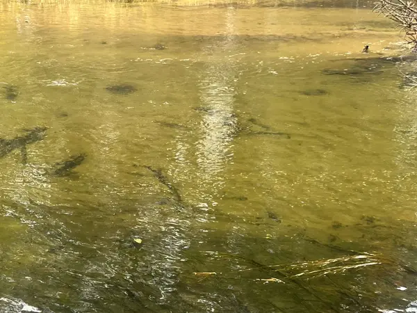 6051 Manistee River RD, Frederic Twp, MI 49733