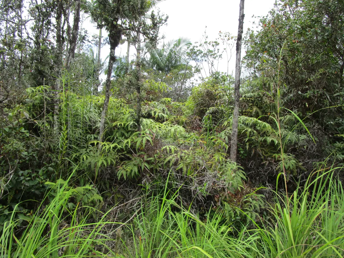 ROAD 7 (OPEAPEA), Kurtistown, HI 96760